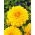 Dahlia Yellow