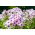 Флокс Граф Цепелин - луковица / грудка / корен - Phlox