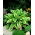 Hosta - Aureomarginata