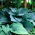 Árnyliliom - Empress Wu - Hosta