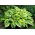 Hosta, Plantain Lily Satisfaction