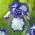 Iris germanica Blue and White - bebawang / umbi / akar