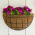 Cesto suspenso em arame - de parede - 35 cm - 