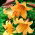 Lilium, Lily African Queen