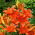 Lelie Aziatische Oranje - Lilium Asiatic White