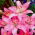 Pink Asiatic lily - Pink - Paket Besar! - 15 pcs. - 