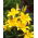 Lilium, Lily Asiatic Yellow