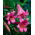 Giglio Pink Perfection - Lilium Pink Perfection