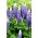 Altramuz - azul - Blue - Lupinus hybridus
