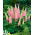 Lupinus, Lupine, Lupine Pink - bebawang / umbi / akar - Lupinus hybridus