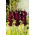 Gladiolus Black Star – 9 bulbs in a pot; sword lily