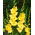 Glaïeuls Nova Lux - paquet de 5 pièces - Gladiolus Nova Lux