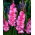 Gladiolus Isla Margarita - 5 soğan