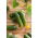 Salad cucumber  'Tomasz' - early variety for cultivation under covers