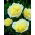 Potonika - Prima Vera - sadika - Paeonia lactiflora