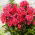 Градински флокс (Phlox paniculata) "Текила изгрев" - 1 брой - 