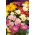 Indická chryzantéma s dvojitými květy - 120 semen - Chrysanthemum indicum - semena