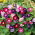 Pragtsnerle - Ipomoea tricolor - Hurtigtvoksende, klatrer op til 3,5 meter - Friske frø