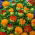 Safflower - Mixed - Carthamus tinctorius - Ideal for Cut Flowers & Dried Arrangements - Fresh Seeds