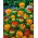 Safflower - Mixed - Carthamus tinctorius - Ideal for Cut Flowers & Dried Arrangements - Fresh Seeds