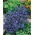 Sommer glemme-meg-ikke frø - Anchusa capensis - 250 frø