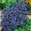 Sommer glemme-meg-ikke frø - Anchusa capensis - 250 frø