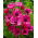 Anemone - Sylphide - 40 kom - 