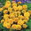French Marigold - Aurora Yellow Fire - Tagetes patula - Bold, Sun-Loving Blooms, Ideal for Pots - Fresh Seeds