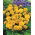 French Marigold - Aurora Yellow Fire - Tagetes patula - Bold, Sun-Loving Blooms, Ideal for Pots - Fresh Seeds