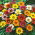 Gazanie - Chansonette - Gazania rigens - Flori multicolore spectaculoase - Semințe proaspete