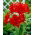 Hippeastrum - Red Peacock