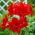 Hippeastrum - Red Peacock