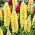 Lupino - Chandelier - Lupinus polyphyllus - Pianta perenne splendida per colore duraturo - Semi Freschi