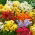 Nemesia 'Carnival Mix' seemned - Nemesia strumosa - 1500 seemet - Nemezis strumosa