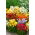 Nemesia 'Carnival Mix' seemned - Nemesia strumosa - 1500 seemet - Nemezis strumosa