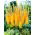 Eremurus, Foxtail Lilies Pinokkio