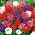 Puutarha verbena - lajitelma - 200 siementä - Verbena x hybrida nana compacta - siemenet