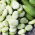 Puffbohne 'Yankel White' - 500 g; Dicke Bohne, Ackerbohne, Saubohne, Schweinsbohne, Favabohne, Pferdebohne