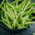 French bean "Nomad" - late, disease resistant variety