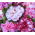 Kerti szegfű - Szabo - mix - 250 magok - Dianthus caryophyllus Chabaud
