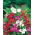 Begliuomini Nana - Miscuglio - Impatiens balsamina - Colori intensi e fioritura abbondante - Semi Freschi