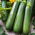Courgette, Zucchini - Nefertiti - Abundant Harvest, Tender Cylindrical Fruit - Fresh Seeds