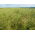 Festuca de pradera "Pasja" - 5 kg - 