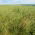 Festuca de pradera "Pasja" - 5 kg - 