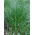 Gazon Engels raaigras 2N Esquire - 5 kg - 