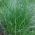 Gazon Engels raaigras 2N Esquire - 5 kg - 