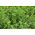 Alfalfa - variety mix - 10 kg