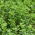 Alfalfa - variety mix - 10 kg