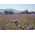 Kanten phacelia "Stala" - 10 kg; blauw boerenwormkruid, paars boerenwormkruid - 