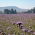 Kanten phacelia "Stala" - 10 kg; blauw boerenwormkruid, paars boerenwormkruid - 